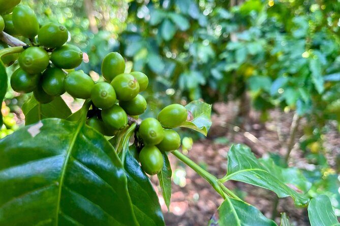 Coffee and Mountains with Personal Coffee Experience - Why This Tour Offers Real Value