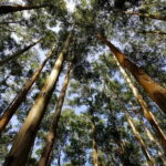 Coimbatore: Ooty Day Trip with Private Cab - Why This Tour Works Well for Travelers