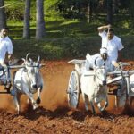 Coimbatore to Coconut Village Day Tour  Nature & Culture - Overview of the Experience