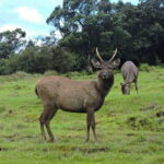 Colombo: 5-Day Hill Country Trekking Itinerary to Ella - What’s Included and What to Expect