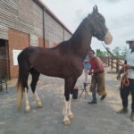Colombo: Beach Horseback Riding Experience - What You Can Expect During the Ride
