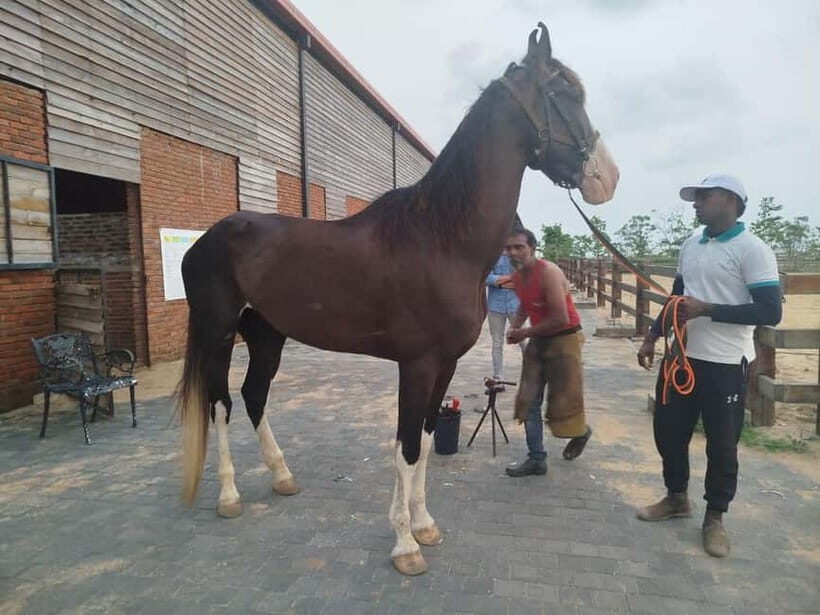 Colombo: Beach Horseback Riding Experience - What You Can Expect During the Ride