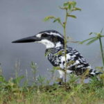 Colombo: Bird watching around Colombo-Guided Tour - 06 hours - Detailed Review of the Colombo Bird-Watching Tour