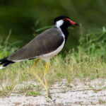 Colombo: Bird watching around Colombo-Guided Tour - 06 hours - Who Is This Tour Best For?