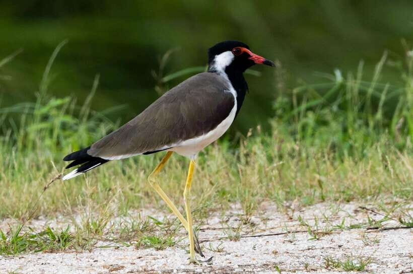 Colombo: Bird watching around Colombo-Guided Tour - 06 hours - Who Is This Tour Best For?