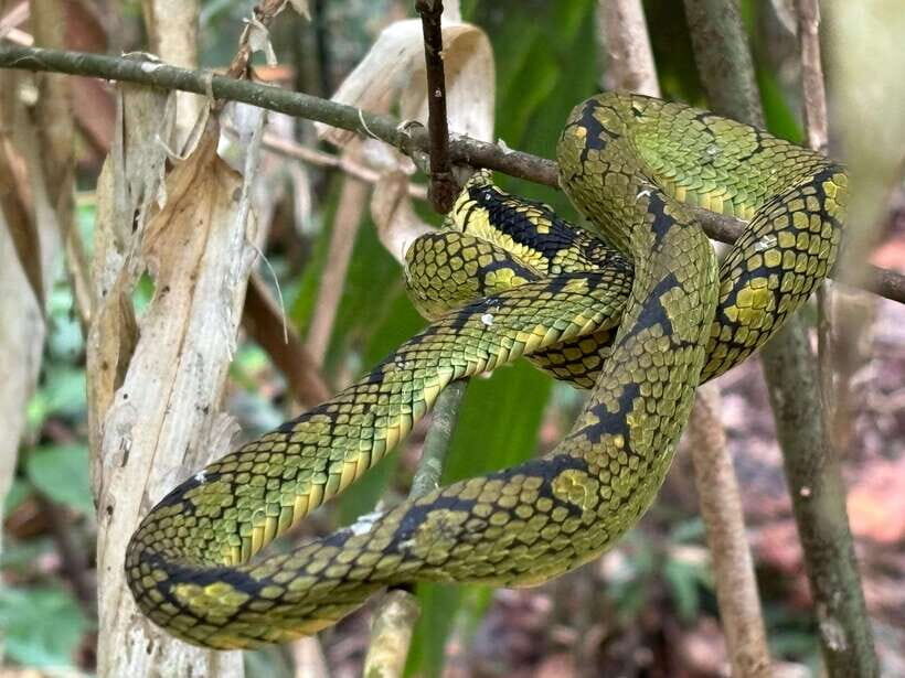 Colombo/Cmb/ Sinharaja Rainforest Day Trip with Lunch - Is It Worth the Price?