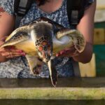 Colombo Day Trip: Galle Fort, Madu River Safari & Turtle Hatchery - Practicalities and Value