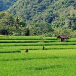 Colombo: Digana Waterfall Swim & Village Walk & Tea Factory - Practical Details and What to Expect