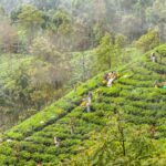 Colombo: Ella Scenic Train Tour with Hotel Transfers - Transportation and Ticketing Details