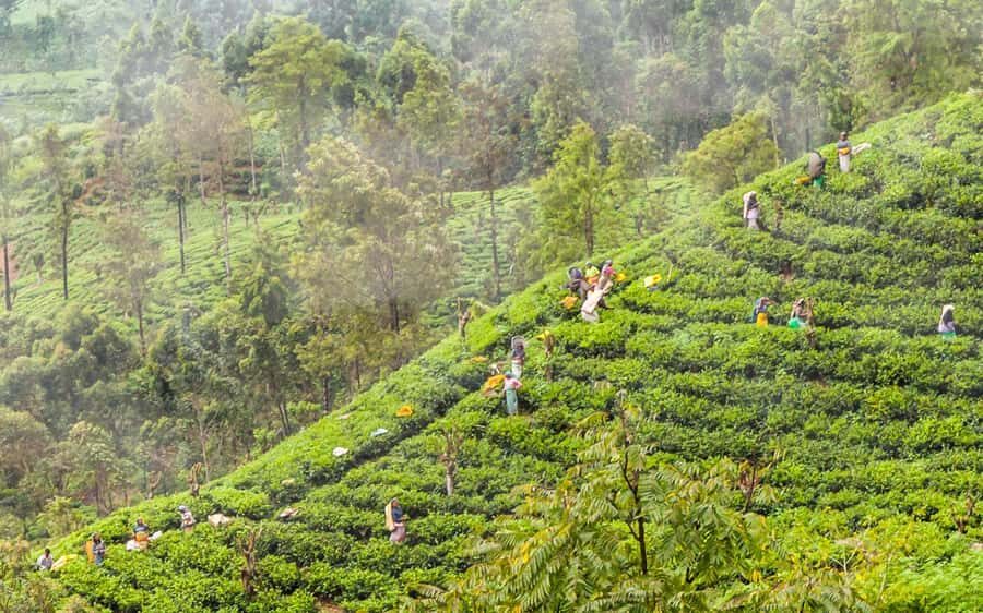 Colombo: Ella Scenic Train Tour with Hotel Transfers - Transportation and Ticketing Details