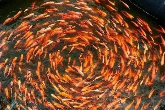 Colombo Galle, Madu River Safari, and Turtle Hatchery - In-Depth Look at Itinerary and Experiences