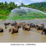 Colombo: Kandy and Pinnawala full day trip - Authentic Experiences and Review Highlights