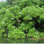 Colombo/Negombo: Muthurajawela & Dutch Canal Boat Adventure - The Boat Ride through Muthurajawela