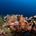 Colombo: Shipwreck Diving Experience within the city - An In-Depth Look at the Shipwreck Diving Experience in Colombo