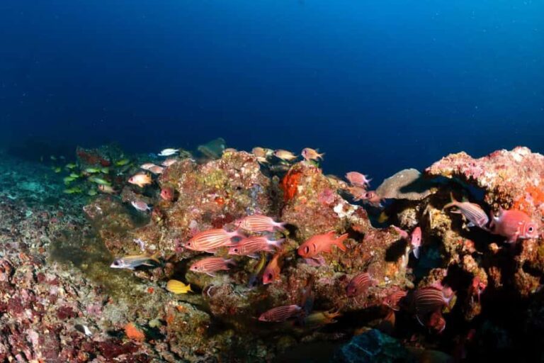 Colombo: Shipwreck Diving Experience within the city - An In-Depth Look at the Shipwreck Diving Experience in Colombo