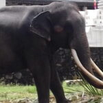 Colombo to Kandy Private Day Tour - Transportation, Timing, and Overall Experience