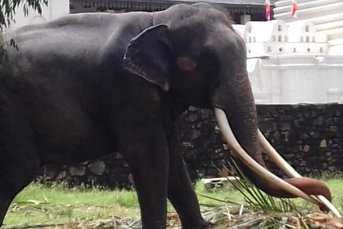 Colombo to Kandy Private Day Tour - Transportation, Timing, and Overall Experience