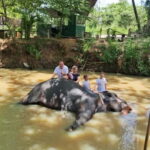 Colombo To Pinnawala & Kandy Luxury Day Tour by Car/Van/Bus - The Value of This Tour