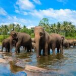 Colombo to Pinnawala & Kandy  Private Cultural Day Tour - Pinnawala Elephant Orphanage: A Unique Wildlife Encounter