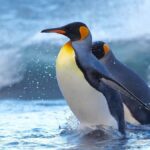 Colors of the Sea  Nagasaki Penguin Aquarium & Coastal Walk - In-Depth Look at the Experience