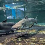 Colors of the Sea  Nagasaki Penguin Aquarium & Coastal Walk - The Itinerary: What to Expect