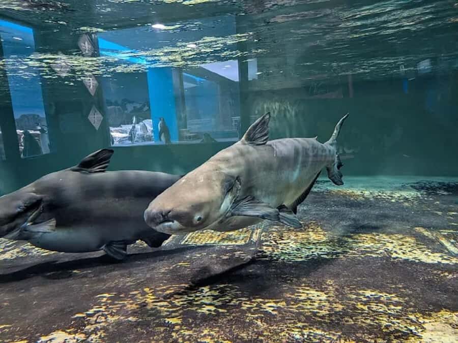 Colors of the Sea Nagasaki Penguin Aquarium & Coastal Walk - The Itinerary: What to Expect