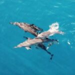 Combo Jet Ski Excursion + 4X4 Safari - Who Should Consider This Tour?