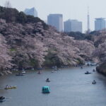 Conquer Tokyo's Best Cherry Blossom Viewing Spots in One Day - Good To Know