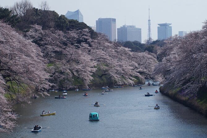 Conquer Tokyo's Best Cherry Blossom Viewing Spots in One Day - Good To Know