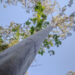 Copeland Tops National Park: Mountain Maid Gold Mine Tour - Why This Tour Is a Great Choice