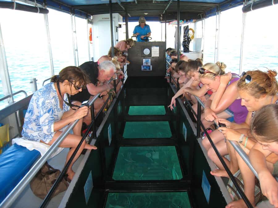 Coral Bay Glass-Bottom Boat Tour - The Marine Life and Coral You’ll See