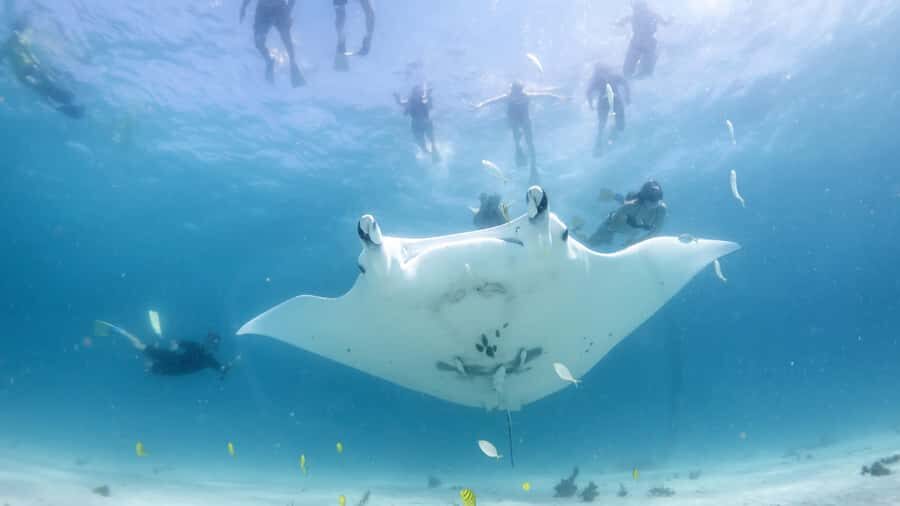 Coral Bay: Marine Eco Safari - Swim With Manta Rays - The Experience: What to Expect on the Water