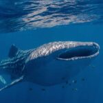 Coral Bay: Ningaloo Reef Swim and Snorkel with Whale Sharks - Itinerary Breakdown: From Reef Gardens to Whale Sharks