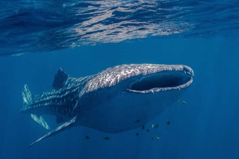Coral Bay: Ningaloo Reef Swim and Snorkel with Whale Sharks - Itinerary Breakdown: From Reef Gardens to Whale Sharks
