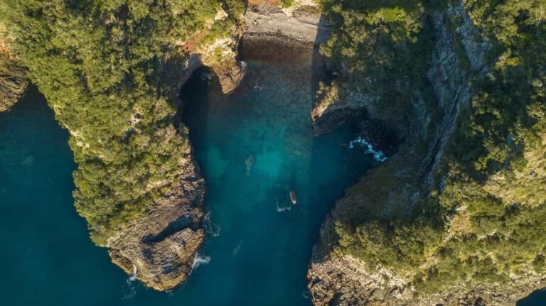 Coromandel: Aldermen Islands Marine Reserve Wildlife Cruise - An In-Depth Look at the Coromandel: Aldermen Islands Wildlife Cruise