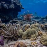 Coron: Apo Reef and Busuanga Freediving Expedition Tour - The Full Scoop on the Coron: Apo Reef Freediving Tour