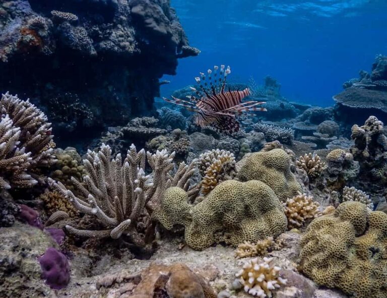 Coron: Apo Reef and Busuanga Freediving Expedition Tour - The Full Scoop on the Coron: Apo Reef Freediving Tour