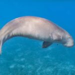 Coron: Dugong Watching and Snorkeling Tour with Lunch - Why This Tour Stands Out