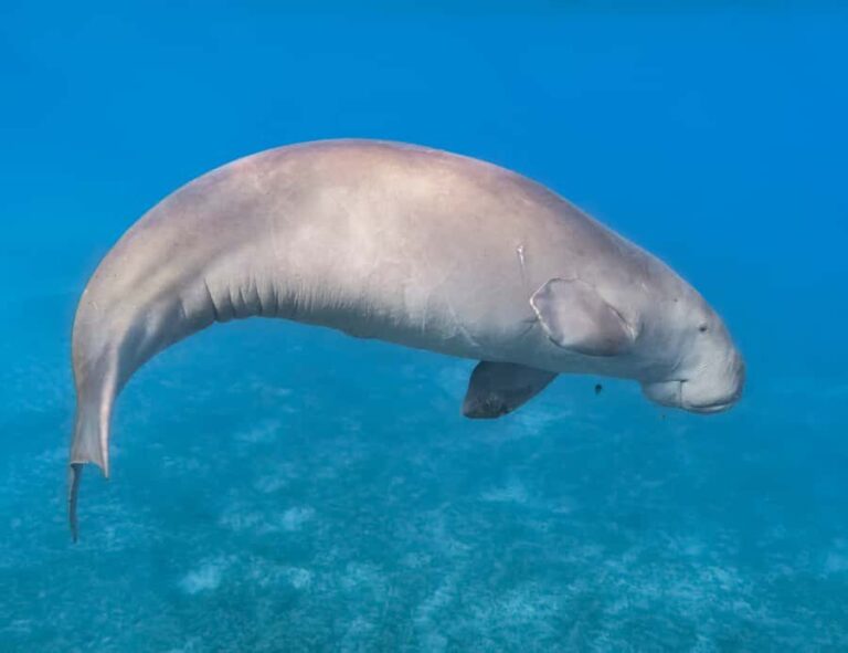 Coron: Dugong Watching and Snorkeling Tour with Lunch - Why This Tour Stands Out