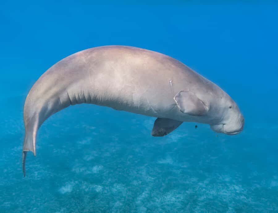 Coron: Dugong Watching and Snorkeling Tour with Lunch - Why This Tour Stands Out