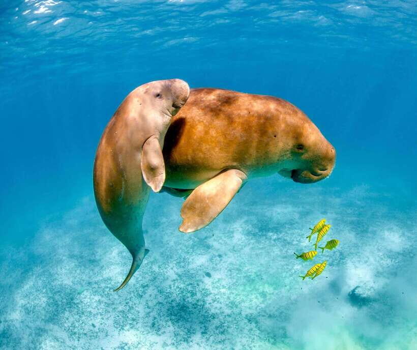 Coron: Dugong Watching with Sea Turtle and Coral Garden tour - Final Thoughts