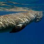 Coron Group Dugong and Turtle Watching with Lunch - What Makes the Experience Stand Out?