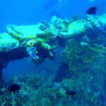 Coron Reef and Wrecks Tour (Private Tour) - Practical Tips for a Better Experience