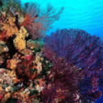 Coron: Ultimate Island Tour (C) with Lunch - What to Expect and Practical Tips