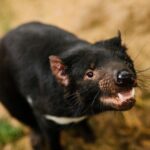 Cradle Mountain: Burnie Shore Excursion - Who Will Love This Tour?