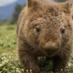 Cradle Mountain Half Day Park Explorer Tour with Lunch - The Experience of Knowledgeable Guides