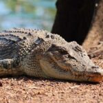 Crocodile Jumping Boat Cruise with Transfer from Darwin - The Experience in Detail