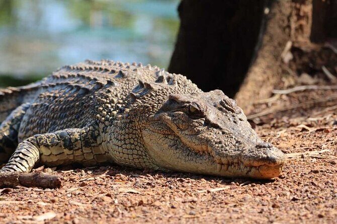 Crocodile Jumping Boat Cruise with Transfer from Darwin - The Experience in Detail