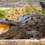 Crocodile Safari/Pelican Bar Combo. - The Pelican Bar: A Quirky Coastal Gem