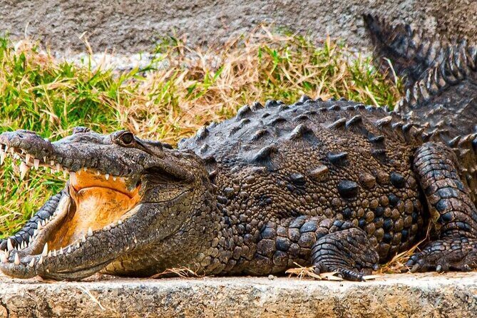 Crocodile Safari/Pelican Bar Combo. - The Pelican Bar: A Quirky Coastal Gem